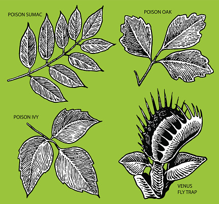 Poison Ivy, Venus Fly Trap illustrations.