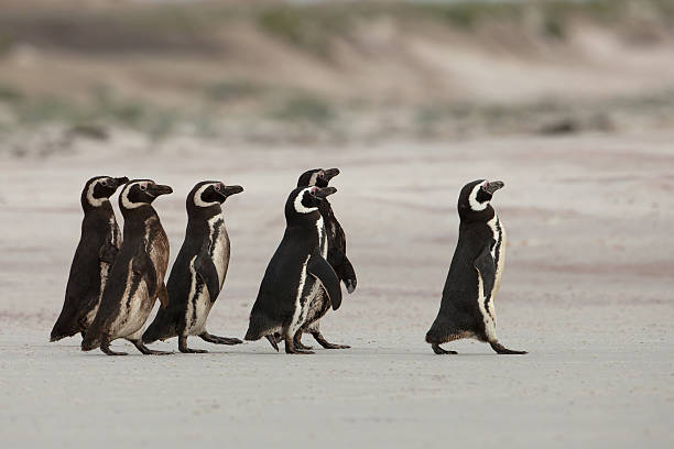 istock Group of Magellanic penguins 472653800