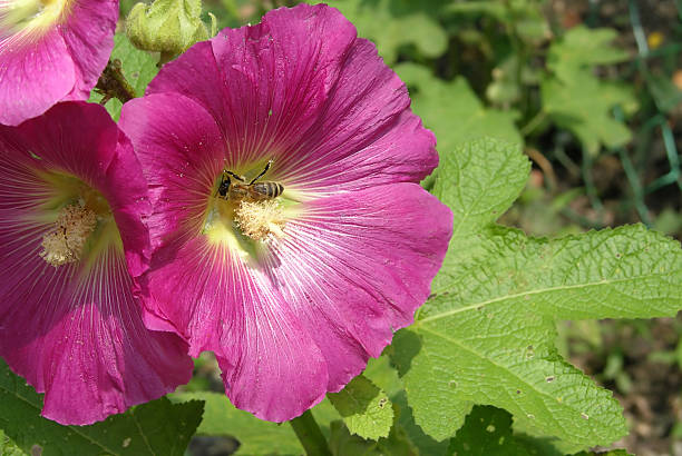 istock hibiscus blooms with a bee looking for nutrition 472653880