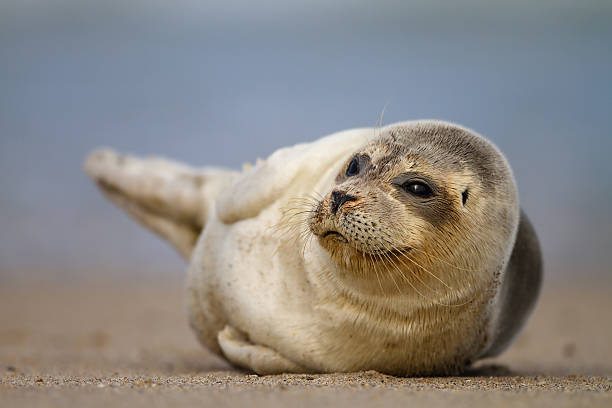 istock Baby Seal Laying at the Beach 472655454