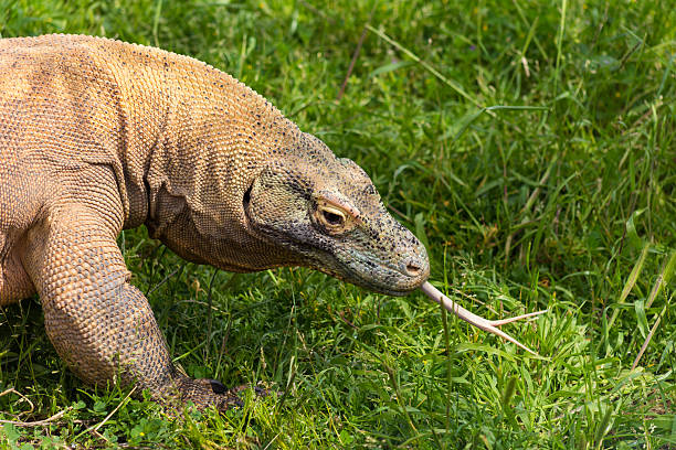 istock Komodo dragon in Attica zoo 472656048