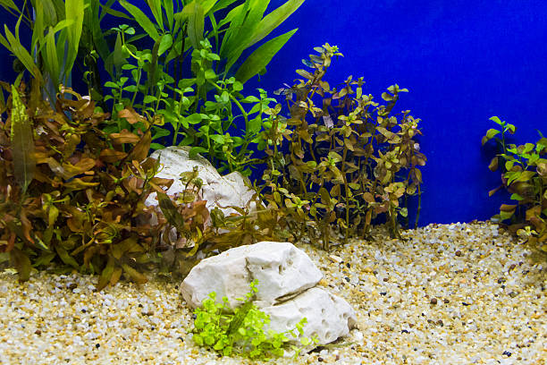 istock Plant in aquarium with fresh water 472656376