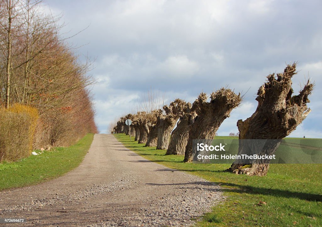 Rural Windy Road with Line of Old Willow Trees Rural Dirt Road with Line of Old Bended Willow Trees 2015 Stock Photo