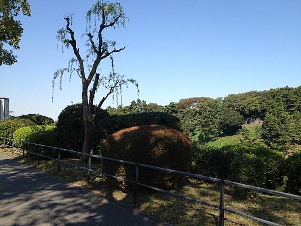 istock park in Tokyo, summer 472657478