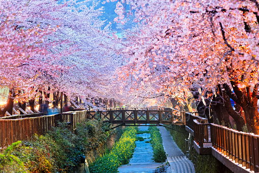 Beautiful Sakura flowers in Busan, South Korea