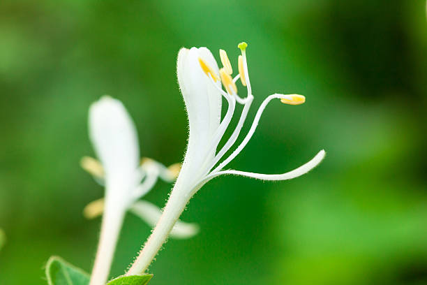 Lonicera japonica