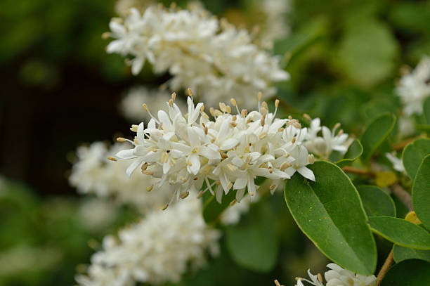 istock Privet blooms closeup (Ligustrum vulgare) 472662176