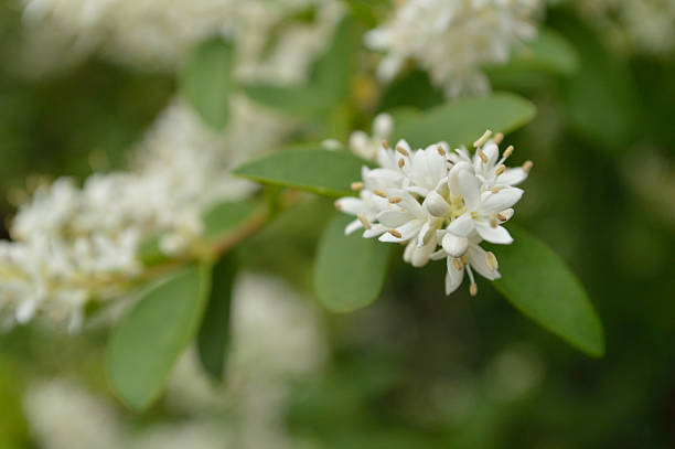 istock Privet extreme closeup (Ligustrum vulgare) 472662186