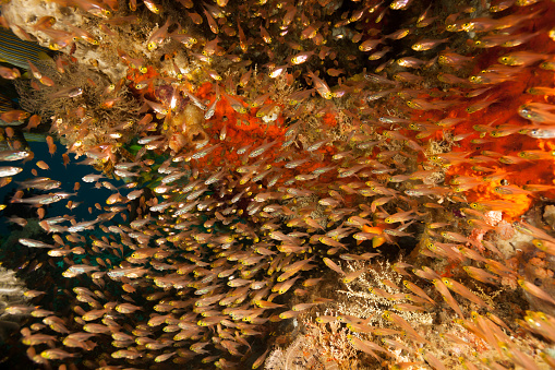 Thousands of Swallowtail Cardinalfish  Rhabdamia cypselura and Slender Cardinalfish Rhabdamia gracilis in a little cave at an outer reef in Raja Ampat. 