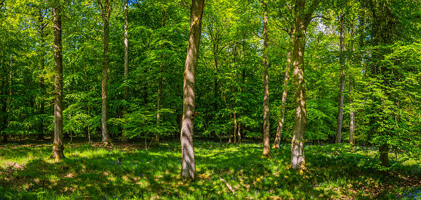 idyllique green forest glade estival vibrant panorama feuillage des arbres forestiers - forest fern glade copse photos et images de collection