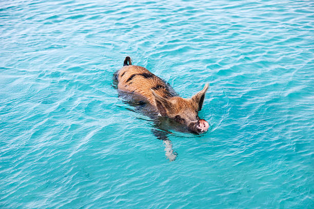 istock Swimming pig of Exuma 472667144