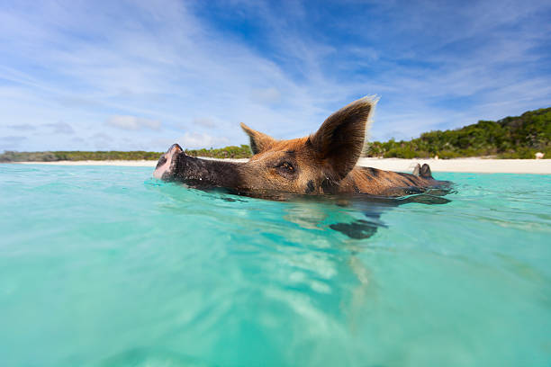 istock Swimming pig on Exuma island 472667154