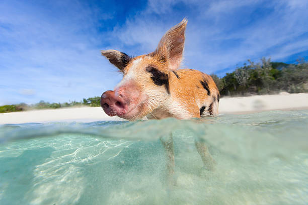 istock Swimming piglet on Exuma island 472667166
