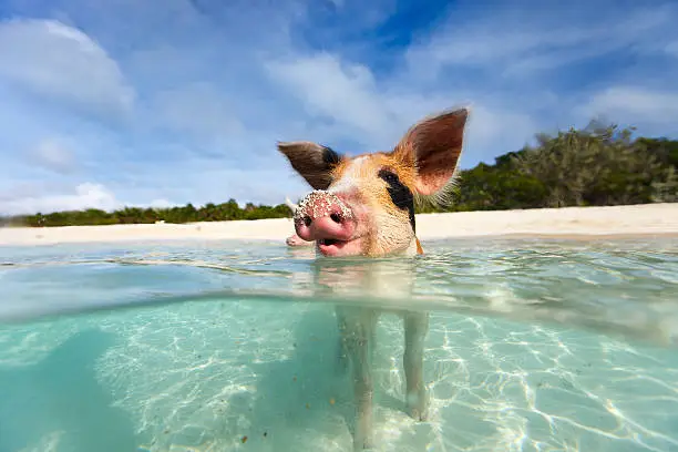 Little piglet in a water at beach on Exuma Bahamas