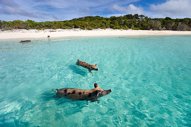 Pigs swimming in the sea in Exuma Swimming pigs of the Bahamas in the Out Islands of the Exuma exuma stock pictures, royalty-free photos & images