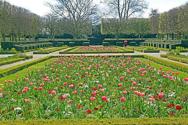 istock tulips flowerbed in spring, a tulip garden in full bloom (France) 472667540