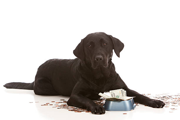 Dog Expenses Adorable black lab puppy by her food dish filled with money. Isolated on white with room for your text. canadian coin stock pictures, royalty-free photos & images