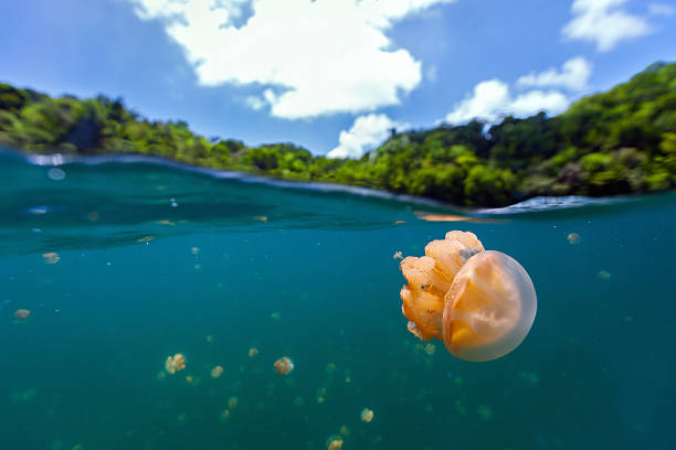 Jellyfish Lake Split photo of endemic golden jellyfish in lake at the Republic of Palau. Snorkeling in Jellyfish Lake is a popular activity for tourists to Palau. palau stock pictures, royalty-free photos & images