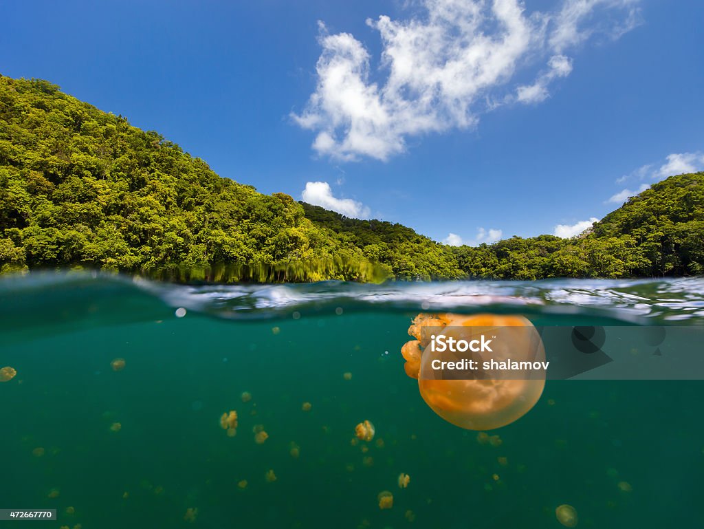 Qualle See Lake - Lizenzfrei Inselgruppe Palau Stock-Foto