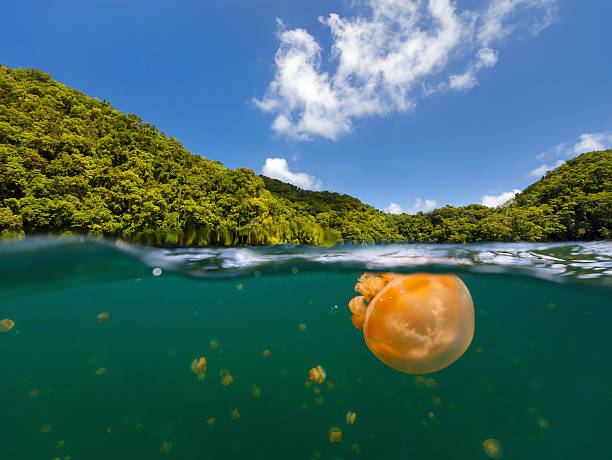Jellyfish Lake Split photo of endemic golden jellyfish in lake at the Republic of Palau. Snorkeling in Jellyfish Lake is a popular activity for tourists to Palau. palau stock pictures, royalty-free photos & images