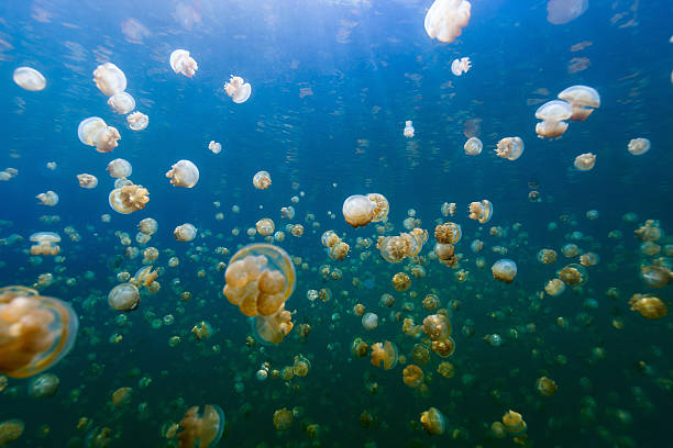 Jellyfish Lake Underwater photo of endemic golden jellyfish in lake at Palau. Snorkeling in Jellyfish Lake is a popular activity for tourists to Palau. palau stock pictures, royalty-free photos & images