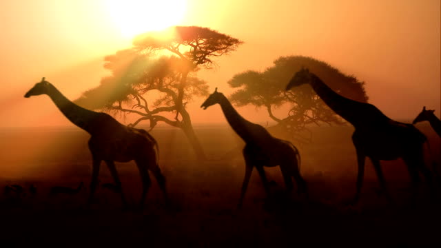 back light, a group of giraffes at sunset goes through the bush