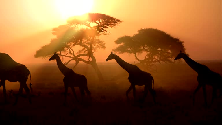 back light, a group of giraffes at sunset goes through the bush