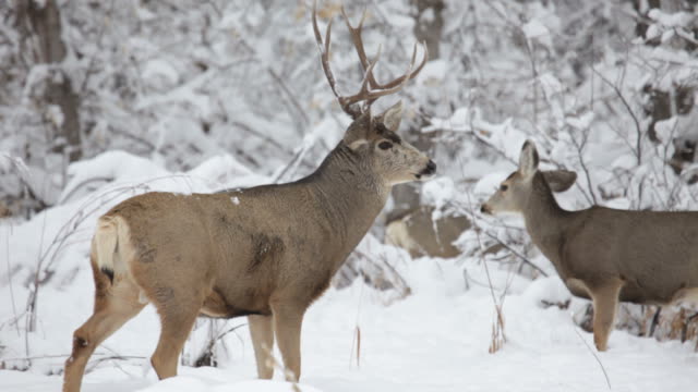 HD Video Mule Deer Herd in Winter Snow, Colorado