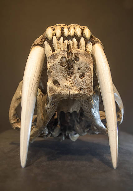 剣歯タイガースカル - animal teeth animal skull extinct animal bone ストックフォトと画像