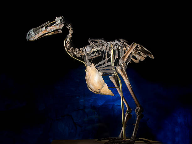 Dodo bird skeleton Dodo bird skeleton, on black and blue background, extinct animal, weighing up to 50 pounds, the dodo bird was a welcome source of fresh meat for the sailors. extinct stock pictures, royalty-free photos & images