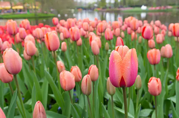 field of blooming pink tulips