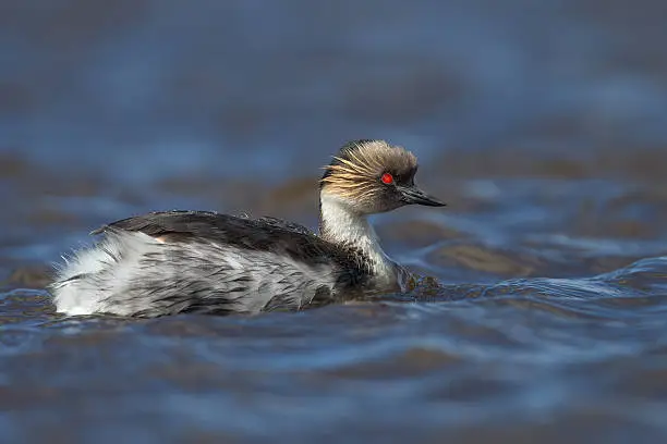 Photo of Silvery grebe in a freshwater lake