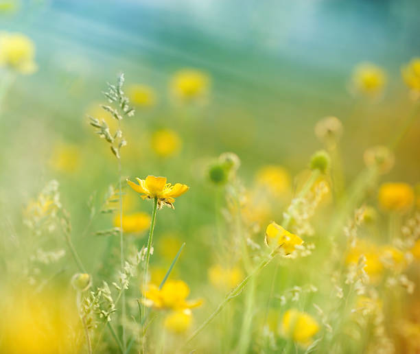 istock Little yellow meadow flowers 472676592