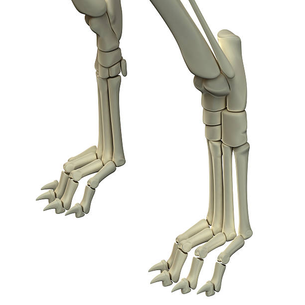 istock Dog Front Legs Anatomy Bones 472679398