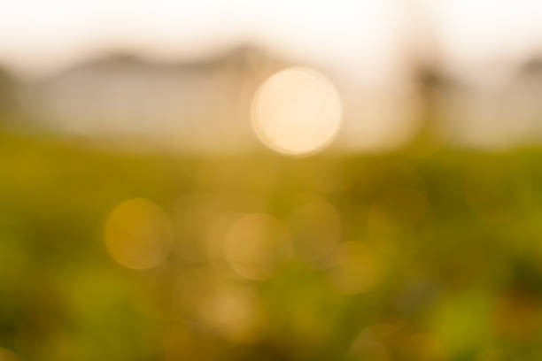 istock Abstract nature background with top of tree and sunset 472679642