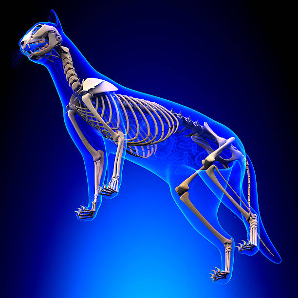 squelette chat anatomie-cat skeleton perspective v - catus photos et images de collection