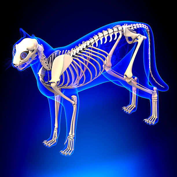 istock Cat Skeleton Anatomy - Cat Skeleton - perspective view 472679978
