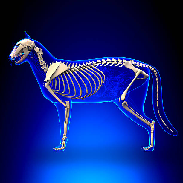 squelette chat anatomie-anatomie d'un chat de skeleton - catus photos et images de collection