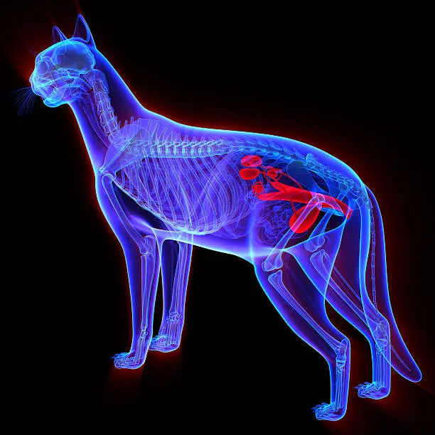 Cat Urogenital System - Felis Catus Anatomy - isolated on black