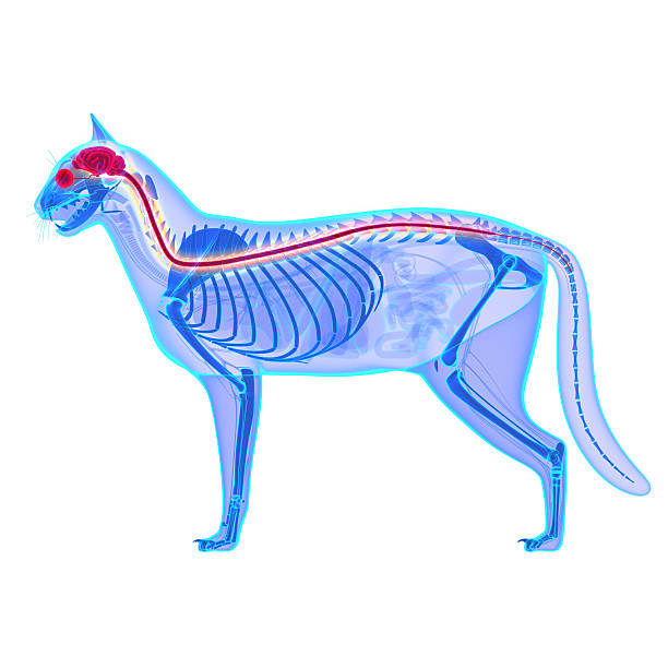 istock Cat Nervous System - Felis Catus Anatomy 472681392