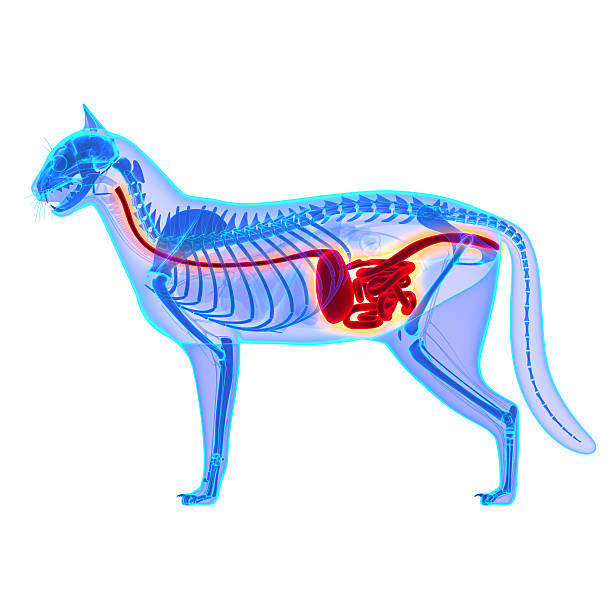 istock Cat Digestive System - Felis Catus Anatomy 472681398