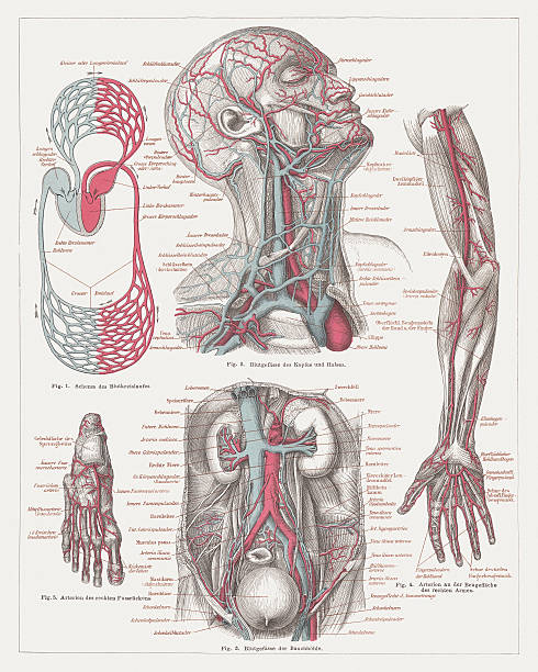 anatomia ludzkiej krwi, publ.   1874 - human blood vessel human artery human cardiovascular system human vein stock illustrations