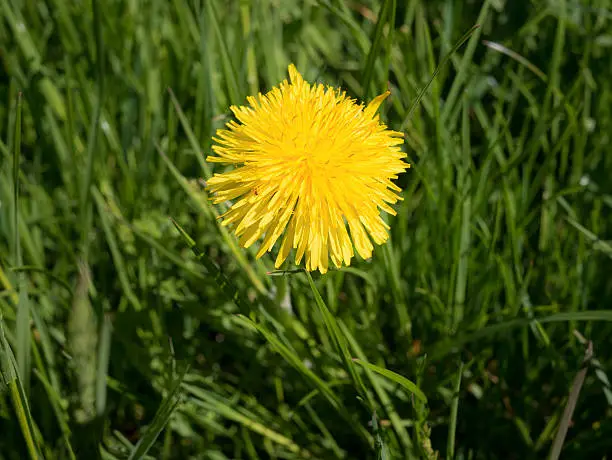 It is spring and on the meadow stands a single blossoming dandelion.