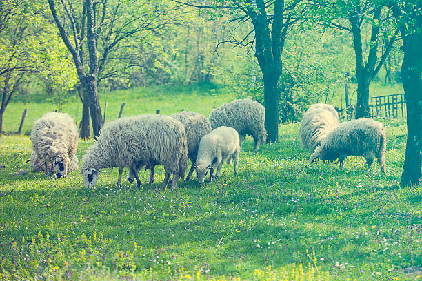 istock Sheep and lamb on green field 472683464