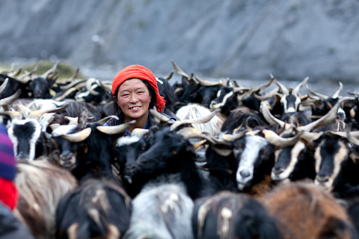 Dho Tarap, Nepal - September 8, 2011: Tibetan woman milking a goat in the Nepal Himalaya.