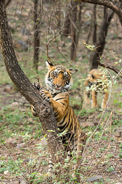 istock Bengal tiger (Panthera tigris tigris) on a tree, wildlife shot 472684408
