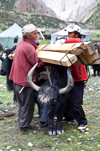 Shey, Nepal - September 4, 2011: Tibetan nomad with yak working in Shey Phoksundo national park.