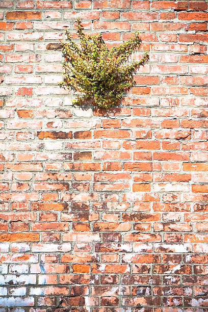 istock Wild capers plant against a brick wall 472685144