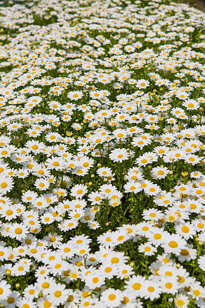flower background, daisy field, daisy texture stock photo