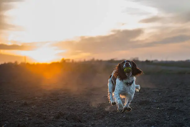 Brown and white springer spaniel with tennisball at sunset